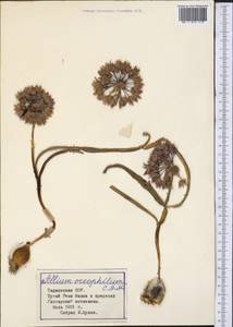 Allium oreophilum C.A.Mey., Middle Asia, Pamir & Pamiro-Alai (M2) (Tajikistan)
