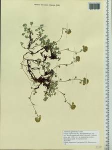 Artemisia glomerata Ledeb., Siberia, Chukotka & Kamchatka (S7) (Russia)