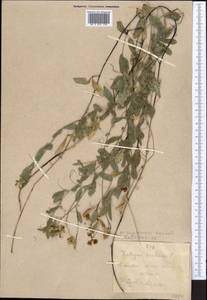 Lathyrus pratensis L., Middle Asia, Western Tian Shan & Karatau (M3) (Kyrgyzstan)