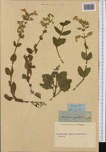 Erythranthe guttata (DC.) G.L.Nesom, Western Europe (EUR) (Not classified)
