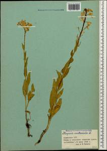 Hesperis matronalis L., Caucasus, Armenia (K5) (Armenia)