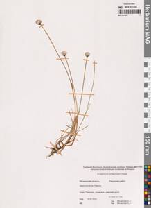 Eriophorum scheuchzeri Hoppe, Siberia, Chukotka & Kamchatka (S7) (Russia)