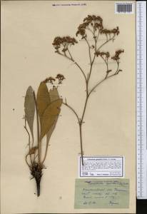 Limonium gmelini (Willd.) Kuntze, Middle Asia, Northern & Central Kazakhstan (M10) (Kazakhstan)