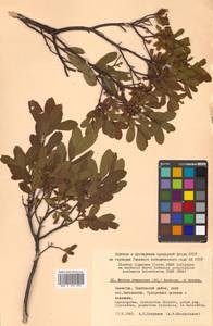 Myrica gale subsp. tomentosa (C. DC.) A. E. Murray, Siberia, Chukotka & Kamchatka (S7) (Russia)