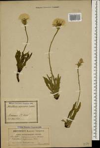 Leontodon asperrimus (Willd.) Boiss. ex Ball, Caucasus, Georgia (K4) (Georgia)