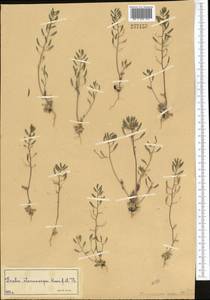 Draba stenocarpa Hook. fil. & Thomson, Middle Asia, Western Tian Shan & Karatau (M3) (Not classified)