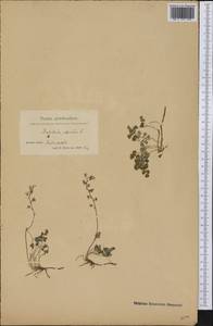 Thalictrum alpinum L., America (AMER) (Greenland)