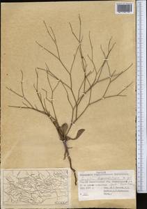Eremolimon drepanostachyum (Ikonn.-Gal.) I.A. Lincz., Middle Asia, Syr-Darian deserts & Kyzylkum (M7) (Tajikistan)