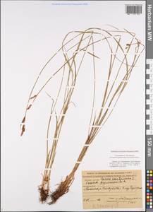 Carex cespitosa L., Eastern Europe, Central region (E4) (Russia)