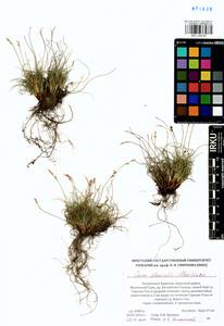 Carex glacialis Mack., Siberia, Baikal & Transbaikal region (S4) (Russia)