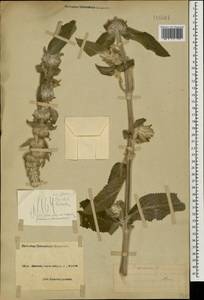 Stachys germanica L., Caucasus, Black Sea Shore (from Novorossiysk to Adler) (K3) (Russia)