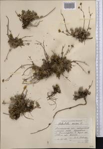 Potentilla sericea L., Middle Asia, Northern & Central Tian Shan (M4) (Kazakhstan)