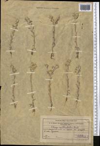 Filago pyramidata L., Middle Asia, Western Tian Shan & Karatau (M3) (Uzbekistan)
