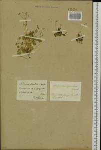 Androsace gmelinii (L.) Roem. & Schult., Siberia, Baikal & Transbaikal region (S4) (Russia)