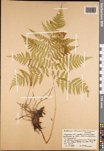 Diplazium sibiricum (Turcz. ex Kunze) Sa. Kurata, Siberia, Russian Far East (S6) (Russia)