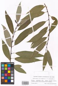 Salix alba × fragilis, Eastern Europe, Moscow region (E4a) (Russia)