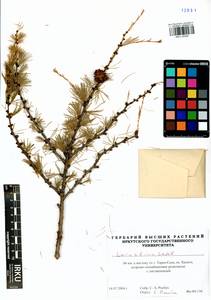 Larix sibirica Ledeb., Siberia, Western Siberia (S1) (Russia)