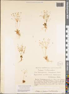 Androsace filiformis Retz., Siberia, Yakutia (S5) (Russia)