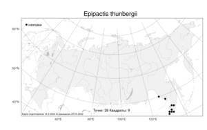 Epipactis thunbergii A.Gray, Atlas of the Russian Flora (FLORUS) (Russia)