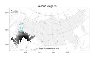 Falcaria vulgaris Bernh., Atlas of the Russian Flora (FLORUS) (Russia)