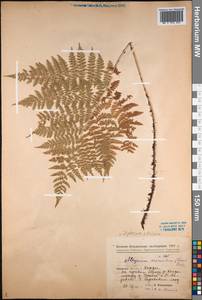 Diplazium sibiricum (Turcz. ex Kunze) Sa.Kurata, Siberia, Western Siberia (S1) (Russia)