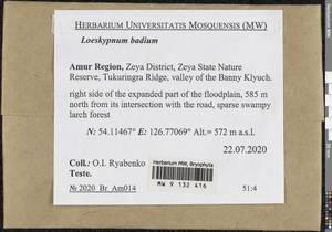 Loeskypnum badium (Hartm.) H.K.G. Paul, Bryophytes, Bryophytes - Russian Far East (excl. Chukotka & Kamchatka) (B20) (Russia)