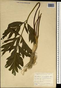 Heracleum crenatifolium Boiss., South Asia, South Asia (Asia outside ex-Soviet states and Mongolia) (ASIA) (Turkey)