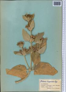 Phlomis thapsoides, Middle Asia, Pamir & Pamiro-Alai (M2) (Tajikistan)