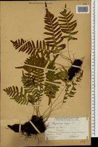 Polypodium vulgare L., Caucasus, Armenia (K5) (Armenia)