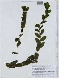 Potamogeton perfoliatus L., Eastern Europe, Belarus (E3a) (Belarus)