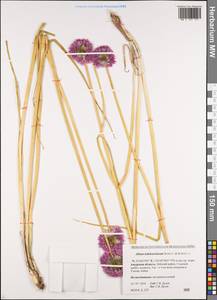 Allium ledebourianum Schult. & Schult.f., Siberia, Russian Far East (S6) (Russia)