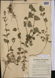 Clinopodium menthifolium, Western Europe (EUR) (Romania)