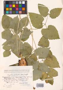 Ostericum palustre (Besser) Besser, Eastern Europe, North-Western region (E2) (Russia)