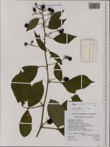 Rubus chlorothyrsos Focke, Western Europe (EUR) (Germany)