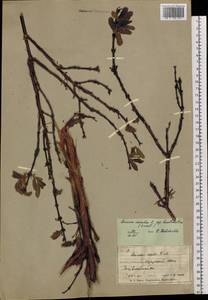 Lonicera caerulea subsp. edulis (Turcz. ex Herder) Hultén, Siberia, Chukotka & Kamchatka (S7) (Russia)