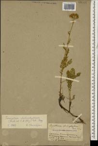 Tanacetum aureum (Lam.) Greuter, M. V. Agab. & Wagenitz, Caucasus, Armenia (K5) (Armenia)