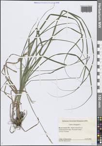 Carex elongata L., Eastern Europe, Northern region (E1) (Russia)