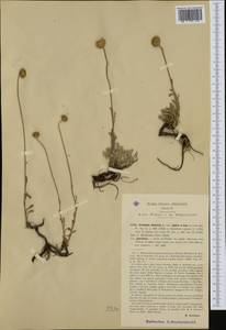 Anthemis cretica subsp. alpina (L.) R. Fern., Western Europe (EUR) (Italy)