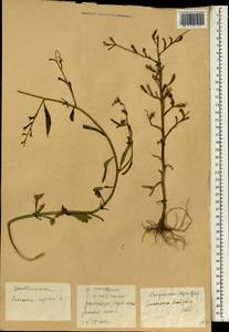 Ludwigia repens J. R. Forst., South Asia, South Asia (Asia outside ex-Soviet states and Mongolia) (ASIA) (China)