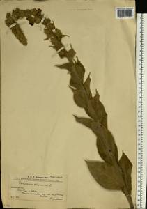 Verbascum phlomoides L., Eastern Europe, West Ukrainian region (E13) (Ukraine)