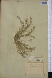 Sporobolus schoenoides (L.) P.M.Peterson, Middle Asia, Middle Asia (no precise locality) (M0) (Turkmenistan)