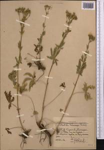 Potentilla pedata Willd., Middle Asia, Western Tian Shan & Karatau (M3) (Uzbekistan)