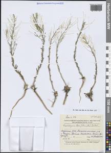 Crucihimalaya bursifolia (DC.) D.A.German & A.L.Ebel, Siberia, Yakutia (S5) (Russia)