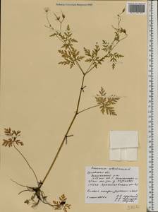 Geranium robertianum L., Eastern Europe, Central forest-and-steppe region (E6) (Russia)