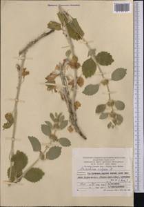 Marrubium vulgare L., Middle Asia, Pamir & Pamiro-Alai (M2) (Turkmenistan)