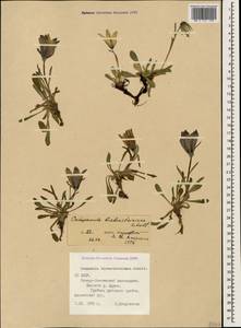 Campanula tridentata subsp. biebersteiniana (Schult.) Ogan., Caucasus, North Ossetia, Ingushetia & Chechnya (K1c) (Russia)