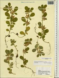 Tripodion tetraphyllum (L.)Fourr., South Asia, South Asia (Asia outside ex-Soviet states and Mongolia) (ASIA) (Turkey)