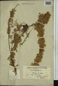 Tamarix parviflora DC., Western Europe (EUR) (North Macedonia)
