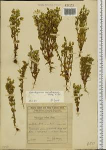 Lomatogonium carinthiacum (Wulfen) Reichenb., Siberia, Baikal & Transbaikal region (S4) (Russia)