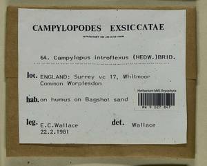 Campylopus introflexus (Hedw.) Brid., Bryophytes, Bryophytes - Western Europe (BEu) (United Kingdom)